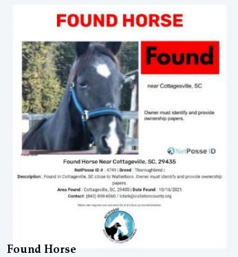 Found Horse